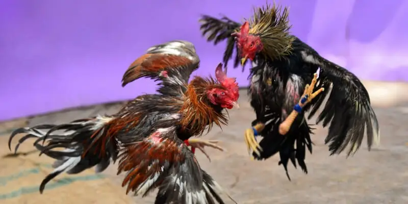 Trực Tiếp Đá Gà Ga6789 – Cá Cược Đỉnh Cao, Thưởng Lớn 2 Đá gà cựa dao – Đòn tấn công mạnh mẽ, quyết liệt