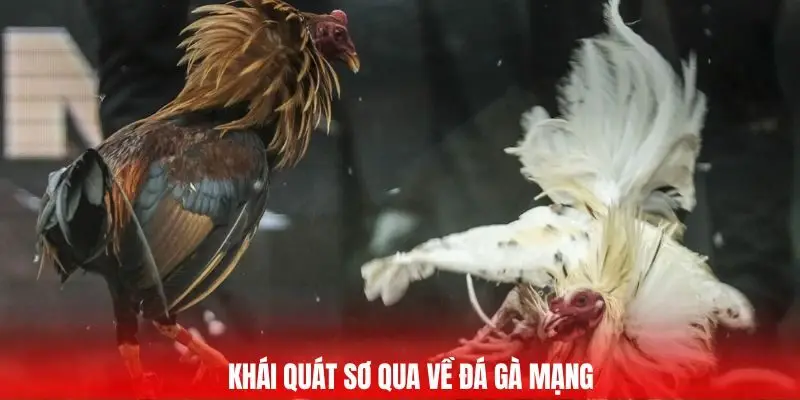 Đá Gà Mạng - Huyết Chiến Của Chiến Binh Thép Tại GA6789 1 Khái quát sơ qua về đá gà mạng