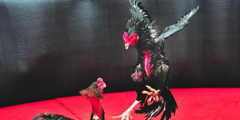 Cách Xem Màu Mạng Gà Đá Chuẩn Nhất 2025 Theo Phong Thuỷ 2 Màu Mạng Gà Đá mệnh Thủy