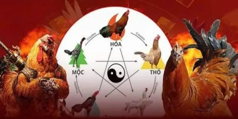 Màu Mạng Gà Đá