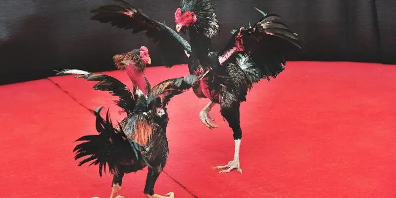 Trường Gà Savan Ga6789 - Chơi Cá Cược An Toàn, Uy Tín 2 Thời gian thi đấu không giới hạn