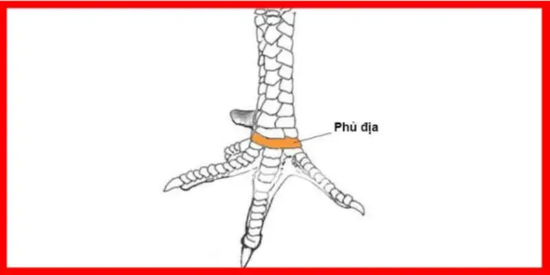 Vảy Gà Phủ Địa - Dấu Hiệu Khi Xuất Hiện Chiến Kê Dũng Mãnh 1 Tìm hiểu về Vảy gà Phủ Địa