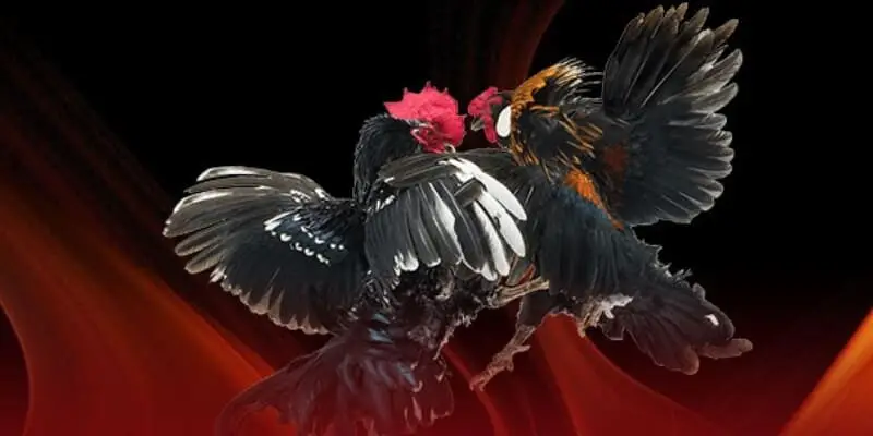 Trực Tiếp Đá Gà Ga6789 – Cá Cược Đỉnh Cao, Thưởng Lớn 1 Trực tiếp đá gà Ga6789 đông đảo người chơi yêu thích